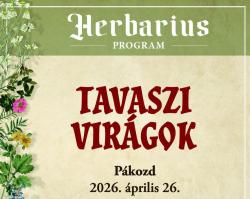 Tavaszi virágok – gyógynövénygyűjtő túra