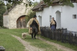 A fekete bojtár
