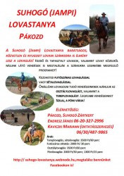 Nyári lovastábor a Suhogó (Jampi) Lovastanyán