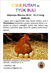 Csibe futam, és tyúkbuli