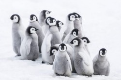 Pingvinek vándorlása 2